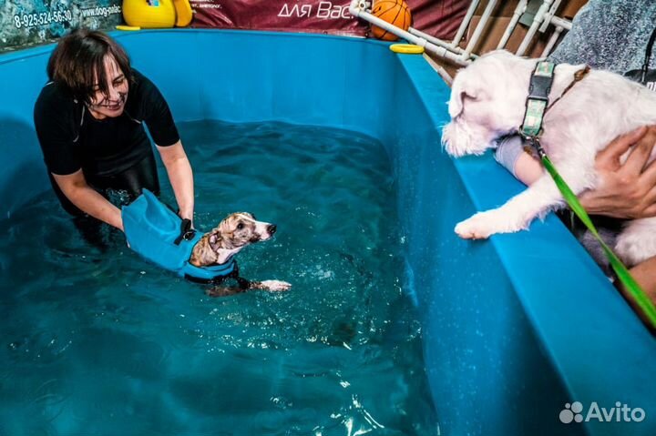 Бассейн для собак