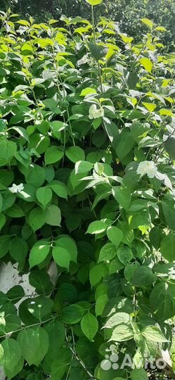 Жасмин, буквица, хосты, астильба, примула, нарцисс