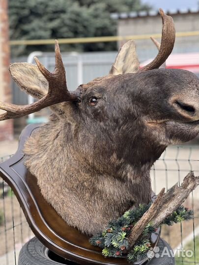 Чучело головы лося