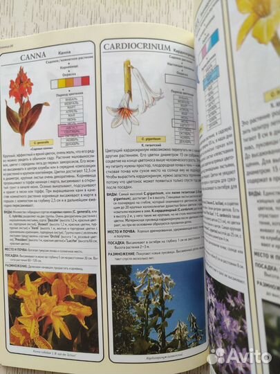 Книга о выращивании луковичных Хессайона