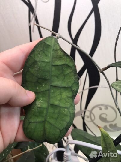 Хойя sp. Lata Iskandar clone A(peninsularis)