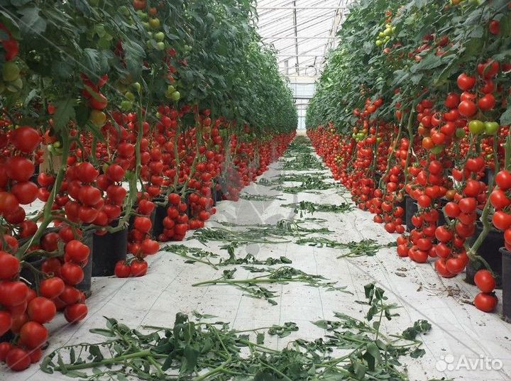 Разнорабочий В телицы питание работа вахта