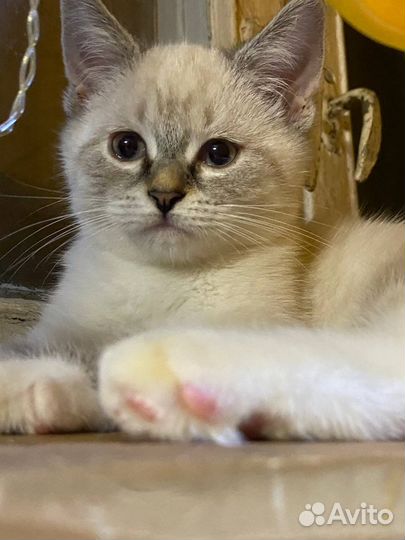 Две крошки ищут дом