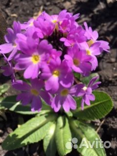 Садовые цветы