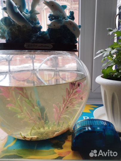 Аквариум с рыбками, компрессор