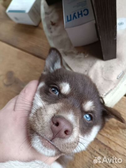 Сибирский хаски