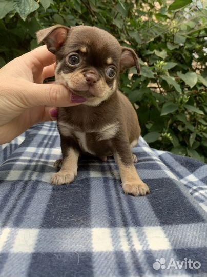 Шоколадный мальчик мини