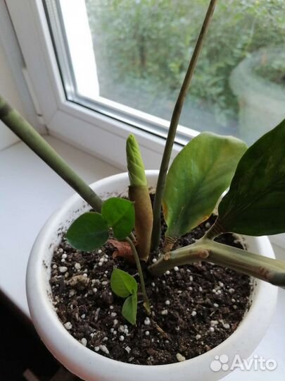 Зимиокулькас