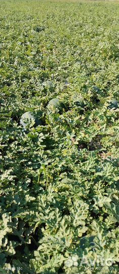 Арбуз бонта