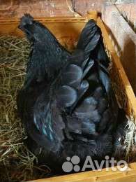 Амераукана ухейлюй лакеданзи