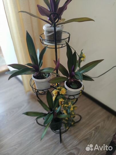 Комнатные растения