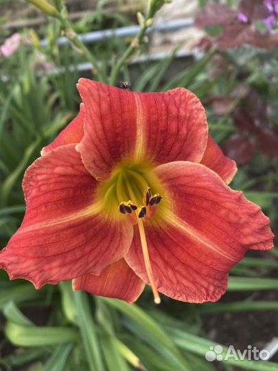 Лилии лилейники