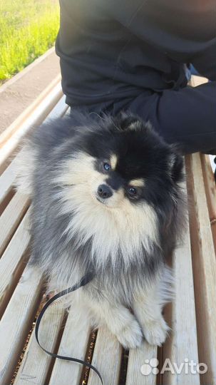 Померанский шпиц