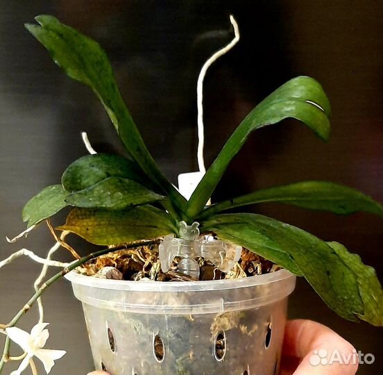 Aerangis mystacidii
