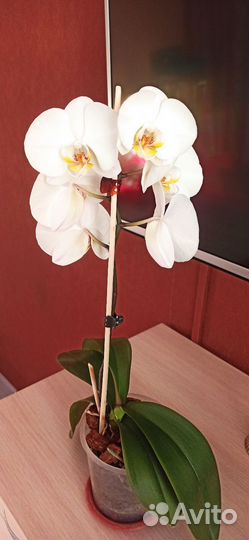 Орхидея фаленопсис