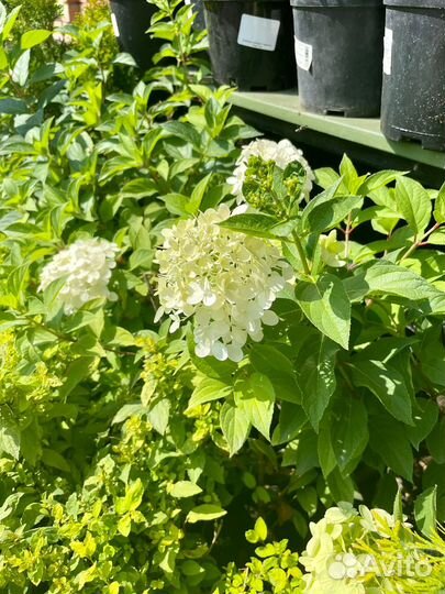 Саженцы декортивных растений