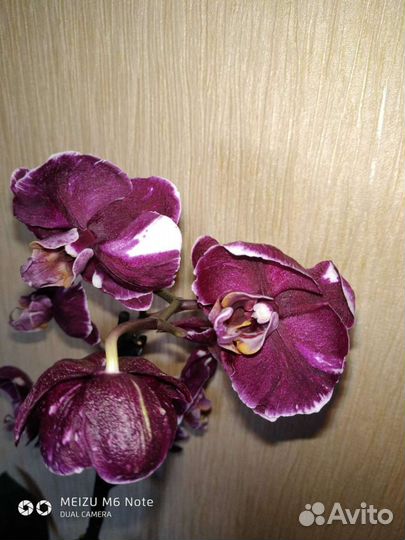 Орхидея фаленопсис 