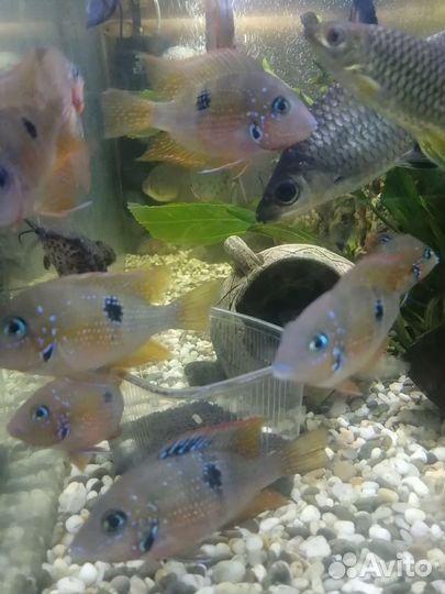 Цихлазома Элиота