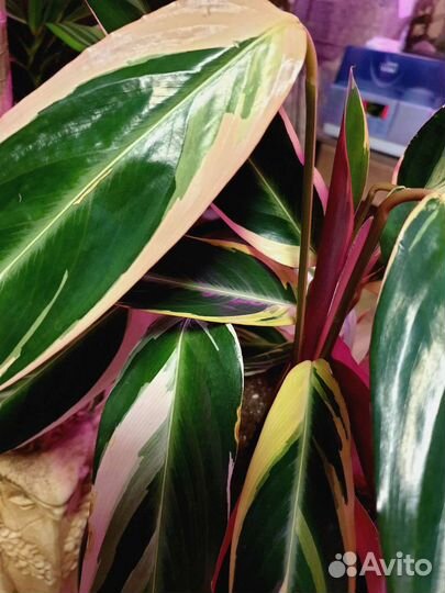 Строманта Хортиколор