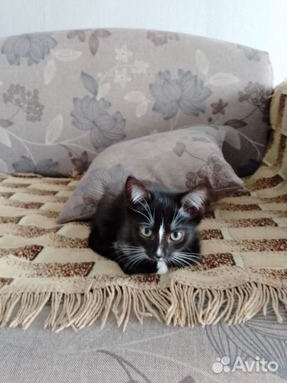 Котята домашние