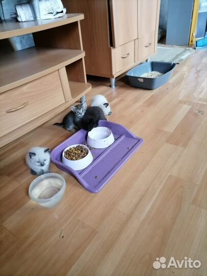 Котята в хорошие руки
