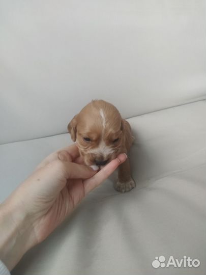 Английский Кокер спаниель