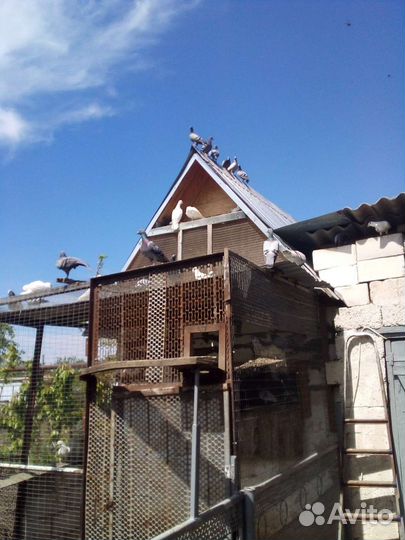 Голуби почтовые