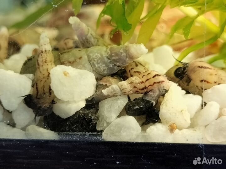 Улитки мелании