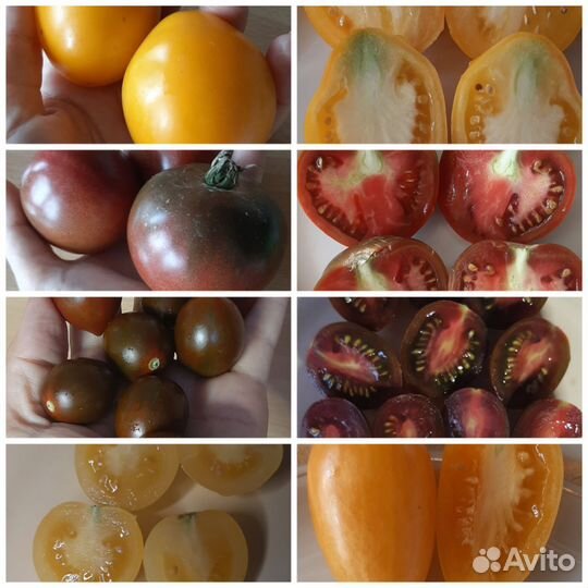 Семена сортовых томатов