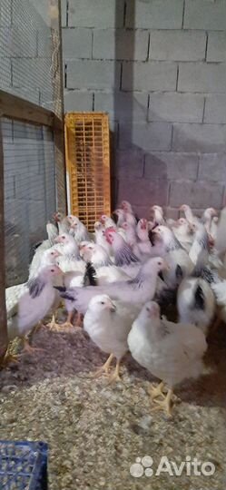 Куры несушки