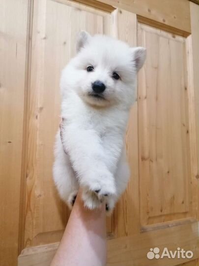 Щенки шпица