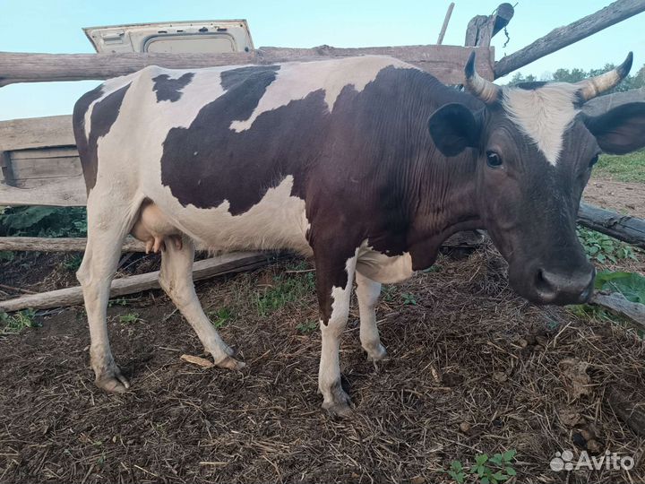 Корова дойная молочная