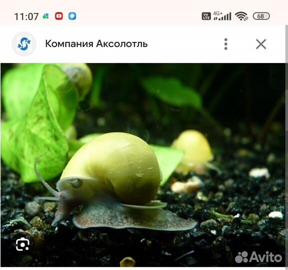 Улитки ампулярии