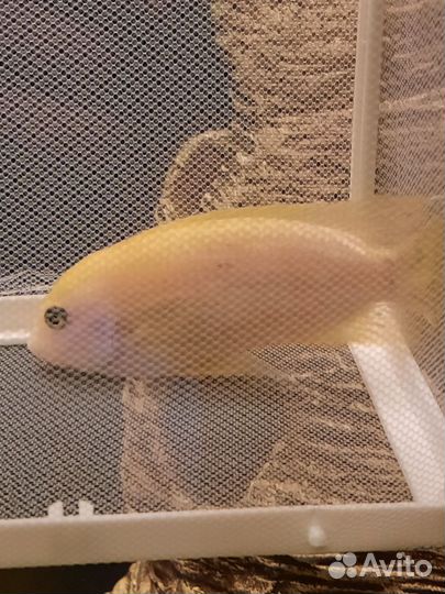 Аквариумные рыбки