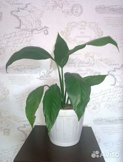 Цветы и растения для дома