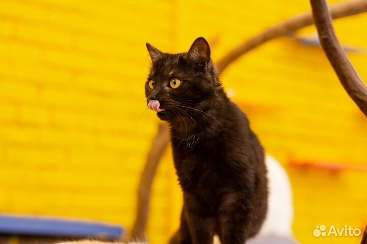 Брутальный Фокс всегда встретит с работы