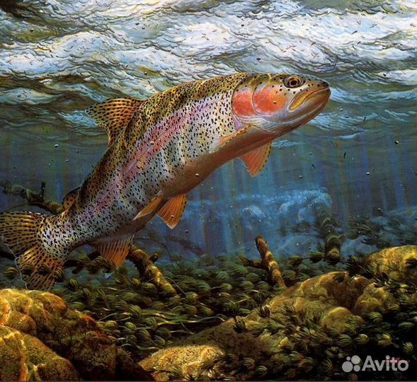 Живая форель