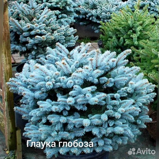 Ель голубая, Можжевельники