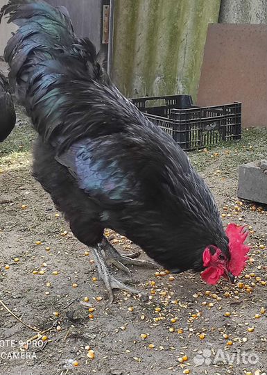 Петух джерсийский гигант. Петух Маран голубой