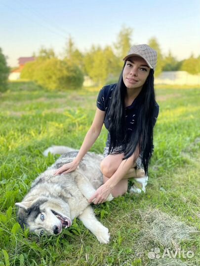 Передержка собак и кошек