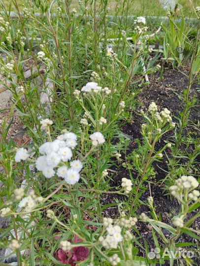 Жемчужница (тысячелистник)