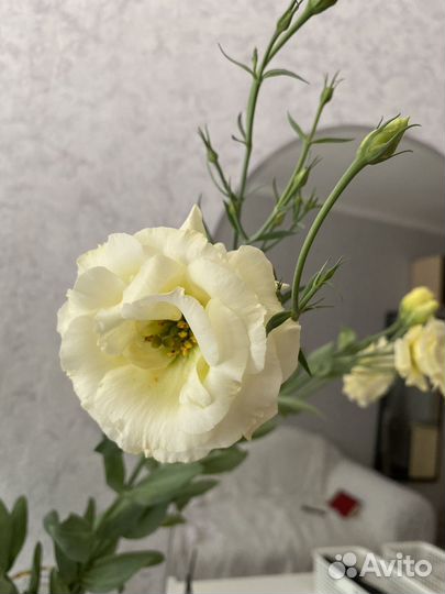 Эустома в горшке