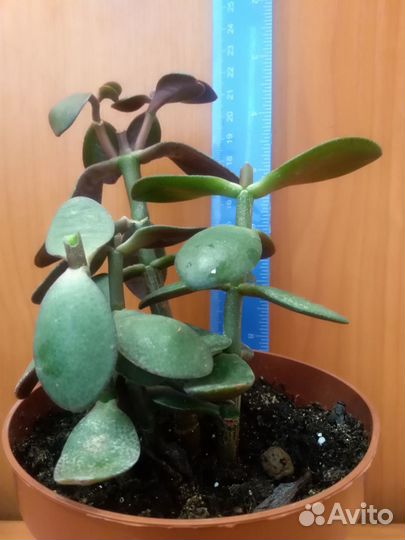 Аихризон, гастерия, пеперомия, толстянка