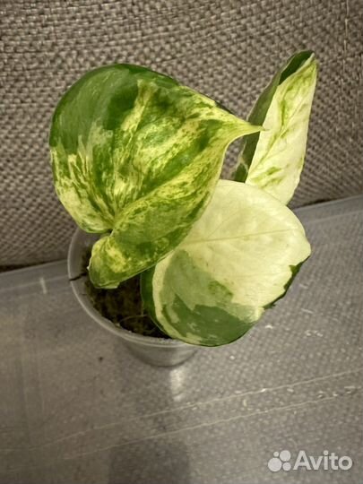 Эпипремнум Хеппи Лиф, Марбл Квин, Нджой