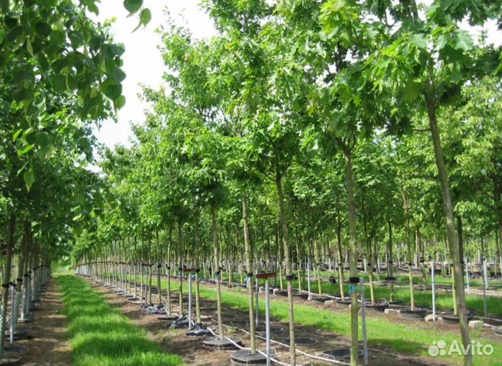 Дуб черешчатый