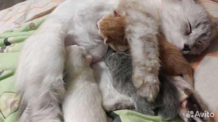 Котята в добрые руки
