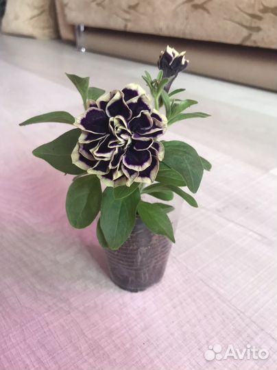 Рассада петунии