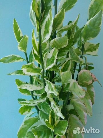 Педилантус