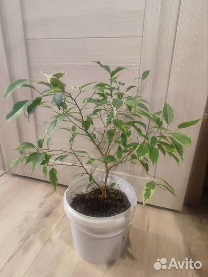 Фикус Бенджамина Кинки вариегат. Драцена Маргината