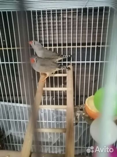Амадины с клеткой